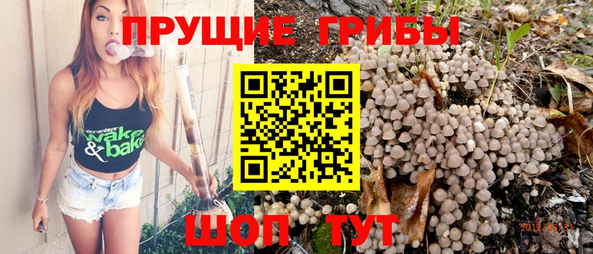 Галлюциногенные грибы Psilocybe Полысаево